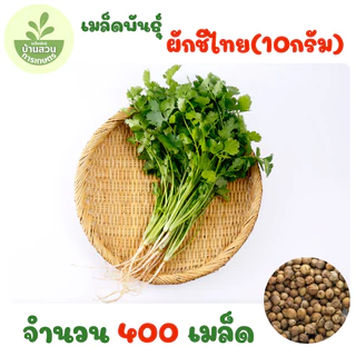 เมล็ดพันธุ์ผักชีไทย จำนวน 400 เมล็ด (10กรัม)