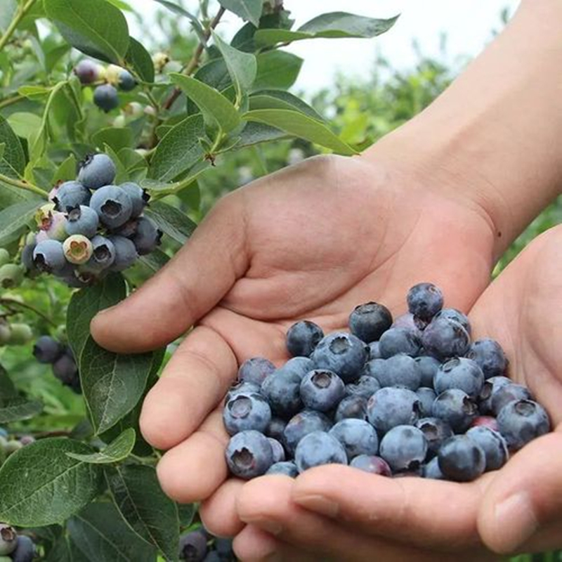 20 เมล็ด Blueberry Seeds Fruit Seeds for Planting เมล็ดพันธุ์ บลูเบอร์รี่ ต้นบลูเบอร์รี่ บรรจุ High quality - รูปที่ 2