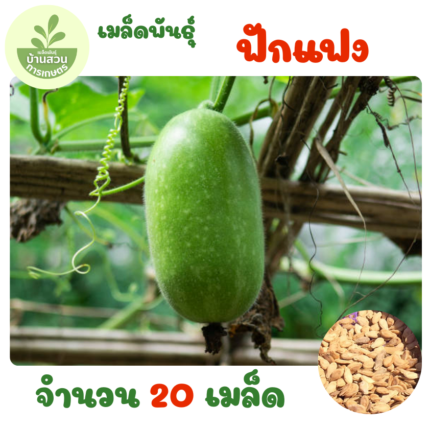 เมล็ดพันธุ์ฟักแฟง จำนวน 20 เมล็ด ราคาถูก Shopee Lazada