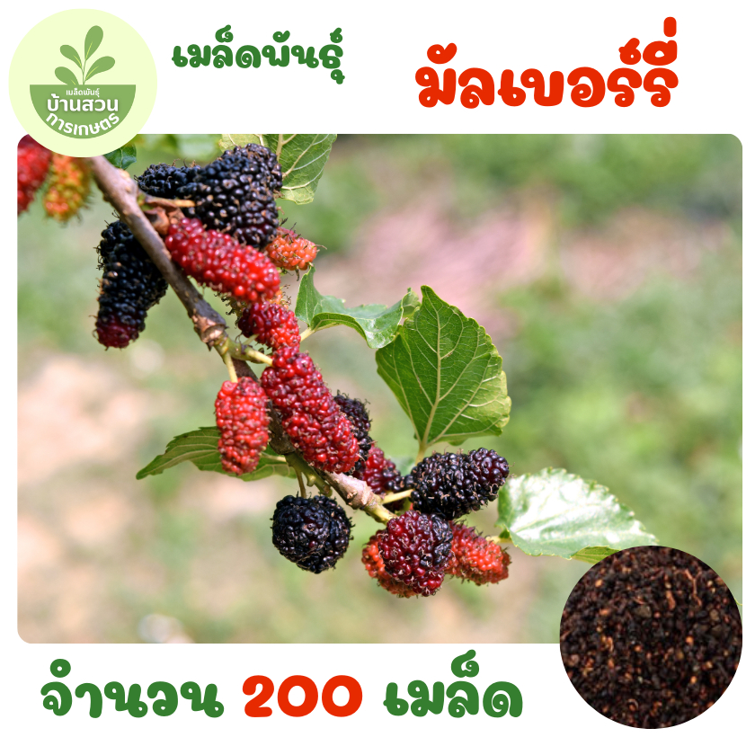 เมล็ดพันธุ์มัลเบอร์รี่ จำนวน 200 เมล็ด ราคา ถูกที่สุด ดีลบีเคเค
