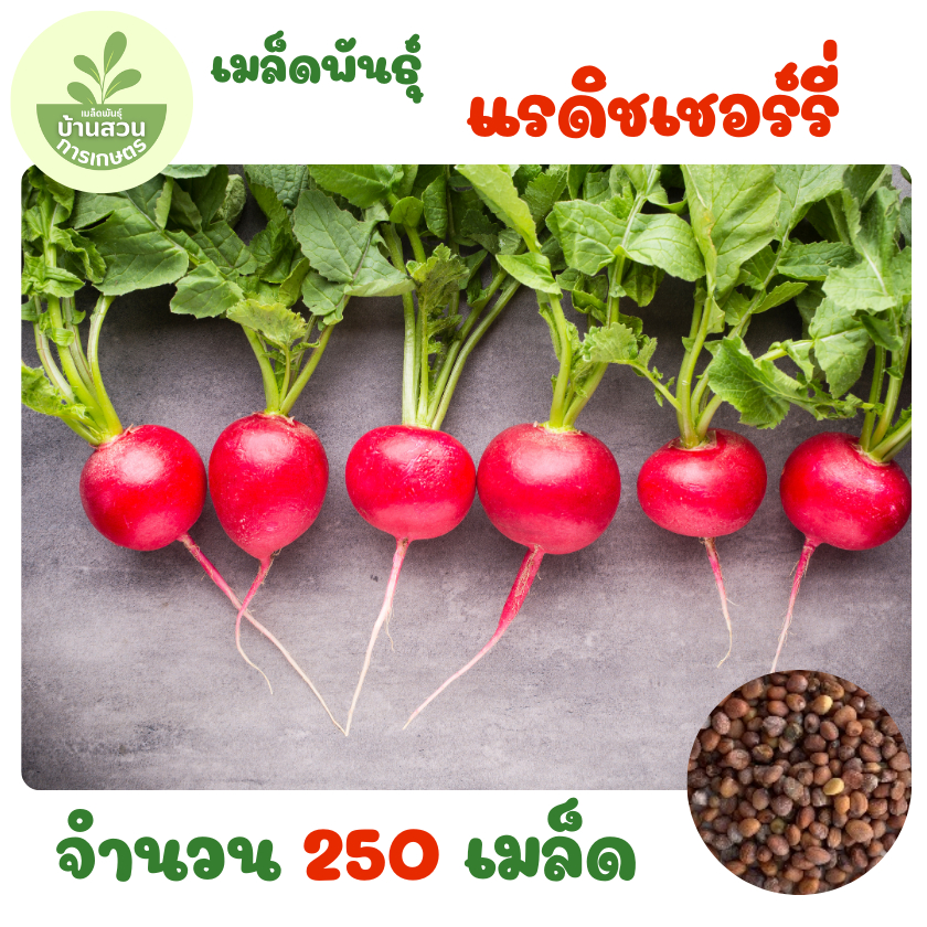 เมล็ดพันธุ์แรดิชเชอร์รี่ จำนวน 250 เมล็ด