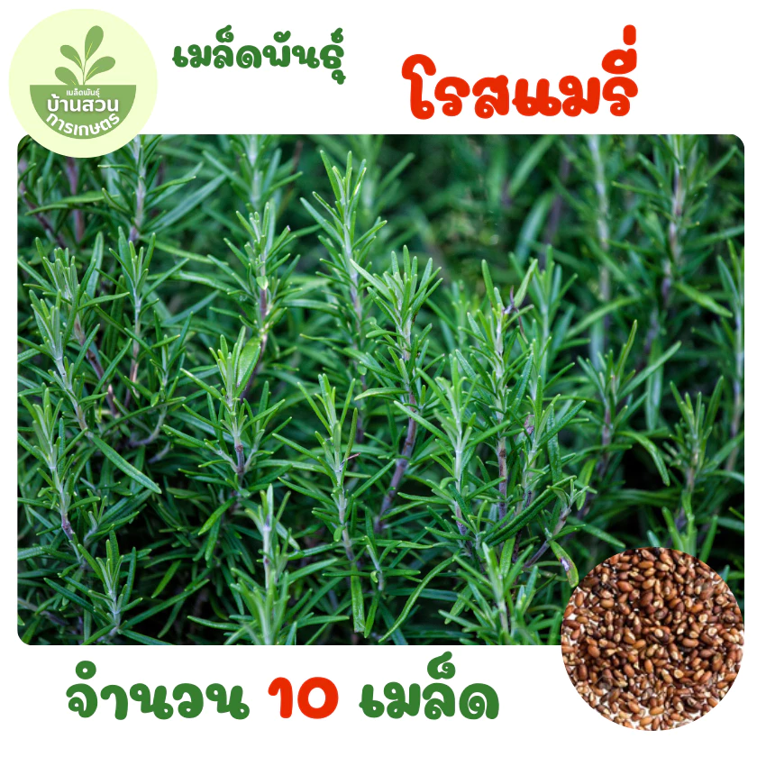 เมล็ดพันธุ์โรสแมรี่ จำนวน 10 เมล็ด