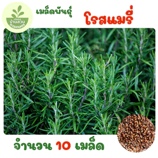 เมล็ดพันธุ์โรสแมรี่ จำนวน 10 เมล็ด