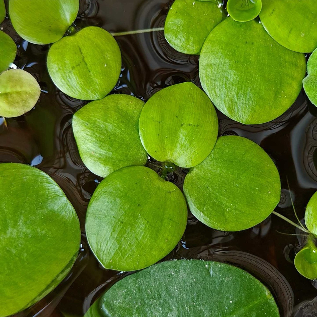 จอกเขียวญี่ปุ่น ตกแต่งอ่างปลาสวยงาม🍀5ดอก ช่วยปรับสภาพน้ำ🥇