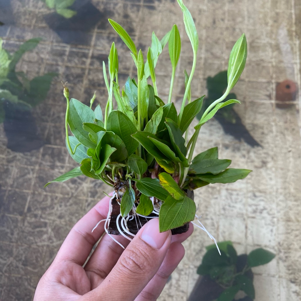 อเมซอนพันขอนจิ๋ว ใส่โหลปลากัดได้ตั้งแต่ไซส์ 4x6x8