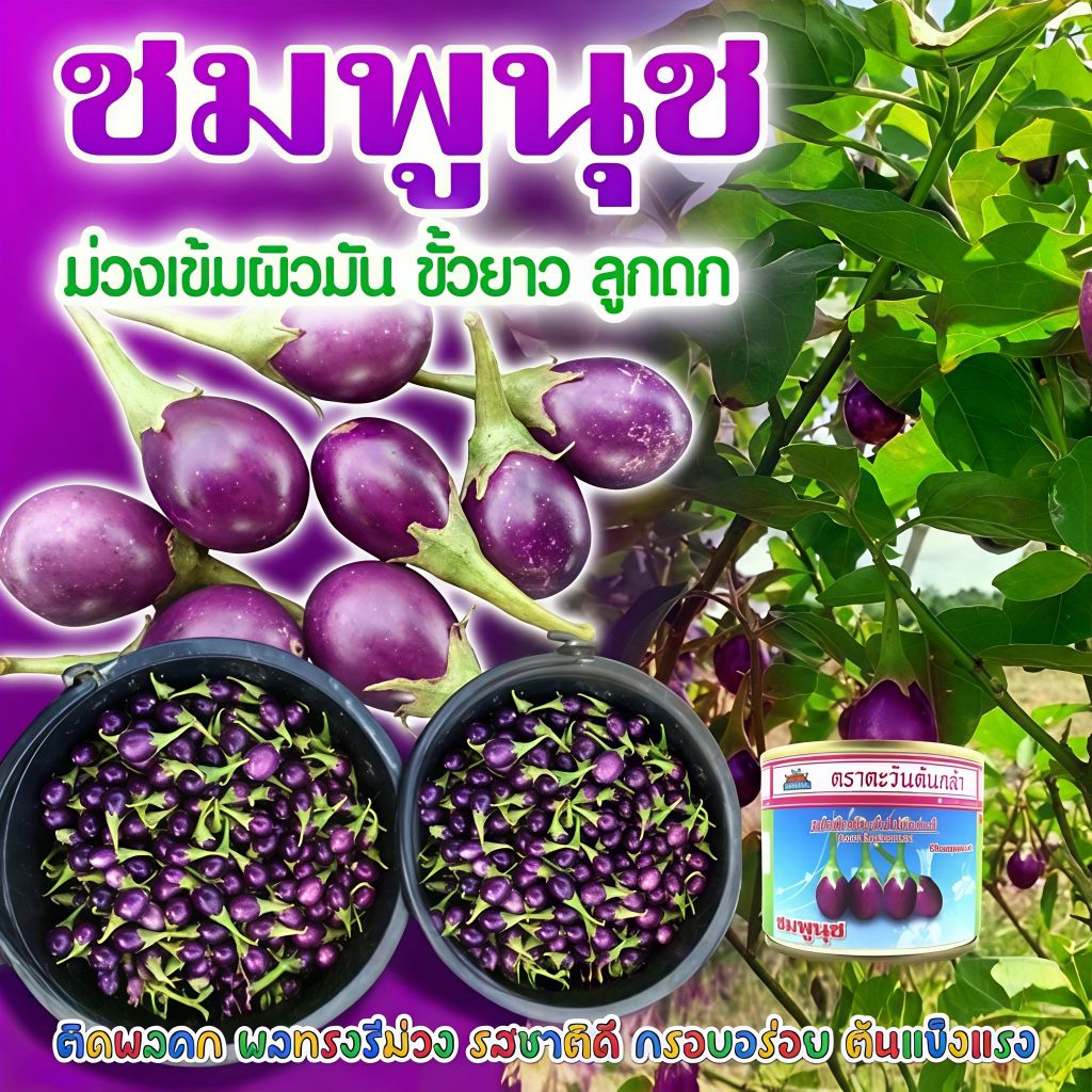 เมล็ดมะเขือเปราะ ชมพูนุช ตราตะวันต้นกล้า ขนาด20กรัม เมล็ดมะเขือไข่เต่าม่วง เมล็ดพันธุ์ เมล็ดพันธุ์ผัก เมล็ดพันธุ์พืช ผัก