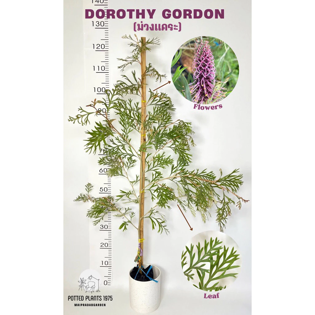 ต้นสนเกรวิลเลีย (Grevillea ‘Dorothy Gordon’) สีม่วงแคระ