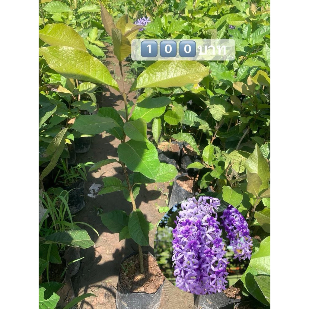 🪻พวงครามม่วง🪻ต้นละ1️⃣0️⃣0️⃣บาท