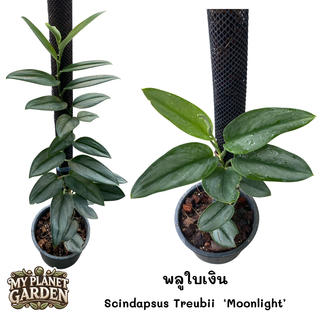 Scindapsus พลูหัวใจแนบ พลูใบเงิน ราคา ถูกที่สุด ดีลบีเคเค แกลเลอรีภาพที่ 4