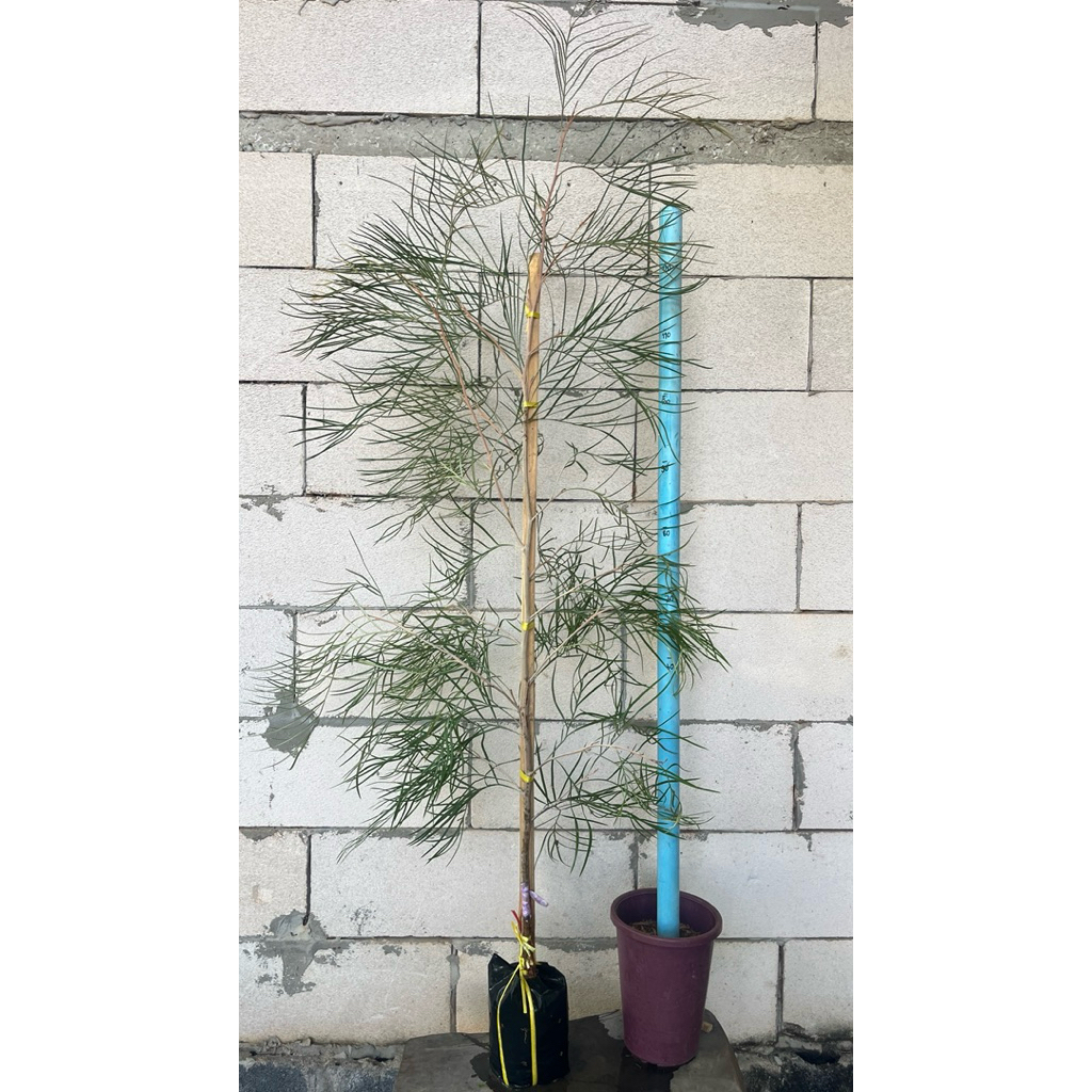 ต้นสนเกรวิลเลีย (Grevillea ‘Blood Orange’)