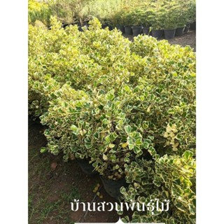 ต้นไทรหัวใจเศรษฐี หรือต้นสาริกา ใบด่าง ต้นสูง 50-70 ซม.