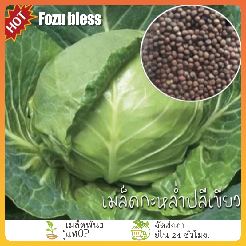 FOZU กะหล่ำปลีพันธุ์กรีนควีน ประมาณ 450 เมล็ดต่อถุง กะหล่ำปลีขนาดใหญ่ ปลูกง่าย
