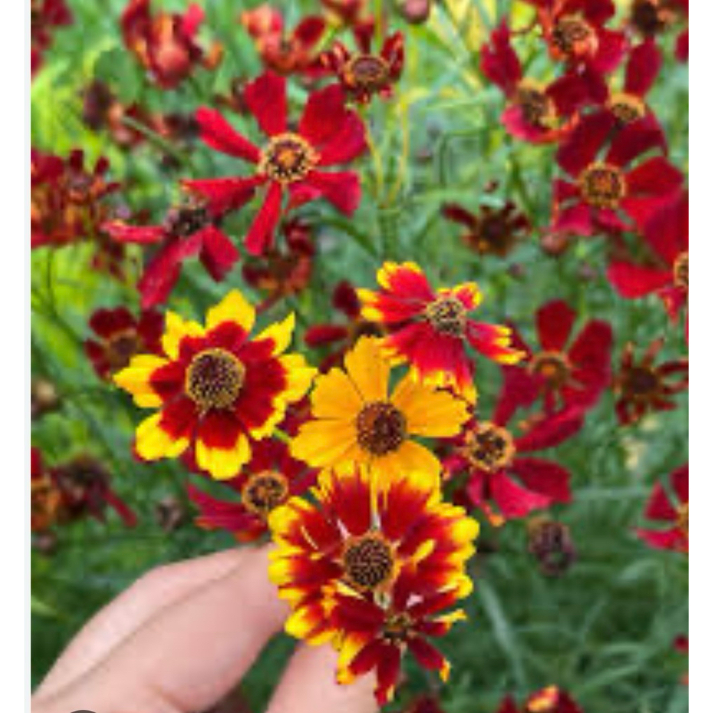 🌱ต้นกล้าดอกตาเสือ💐คละสี 🌹สีแดงกับสีเหลือง🌼พร้อมส่ง