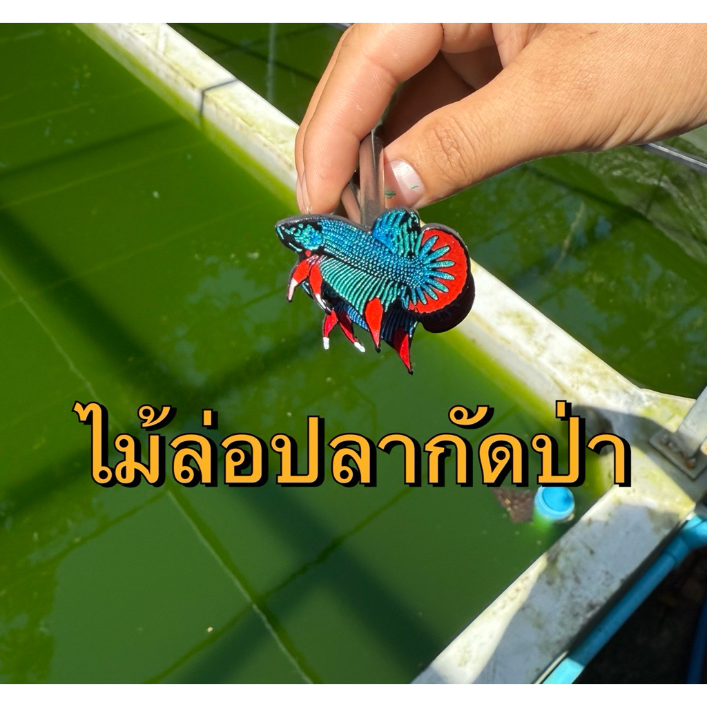 ไม้ล่อปลากัดทรงสีปลากัดป่าขนาด2.8cm ราคาถูก Shopee Lazada