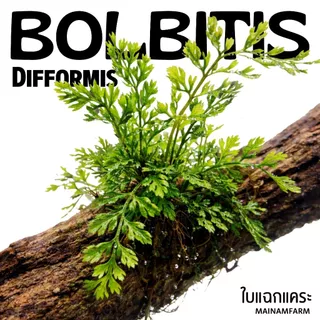 รากดำ ใบแฉกจิ๋ว / ใบแฉกแคระ – BOLBITIS DIFFORMIS ต้นไม้น้ำ