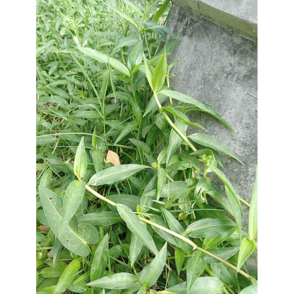 ผักปราบใบแคบ ผักปราบใบแหลม ผักปลาบ ขายกิ่งชำ 1 ชุด 100 กิ่ง 100 บาท (สำหรับปักชำทำยาหรือวิจัย) - รูปที่ 5