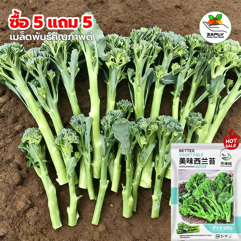 เมล็ดพันธุ์ เบบี้บล็อคโคลี่ 400เมล็ด Green Sprouting Broccoli นำเข้าจากต่างประเทศ ปลูกผัก ปลูกง่าย ดอกดก ทานอร่อย