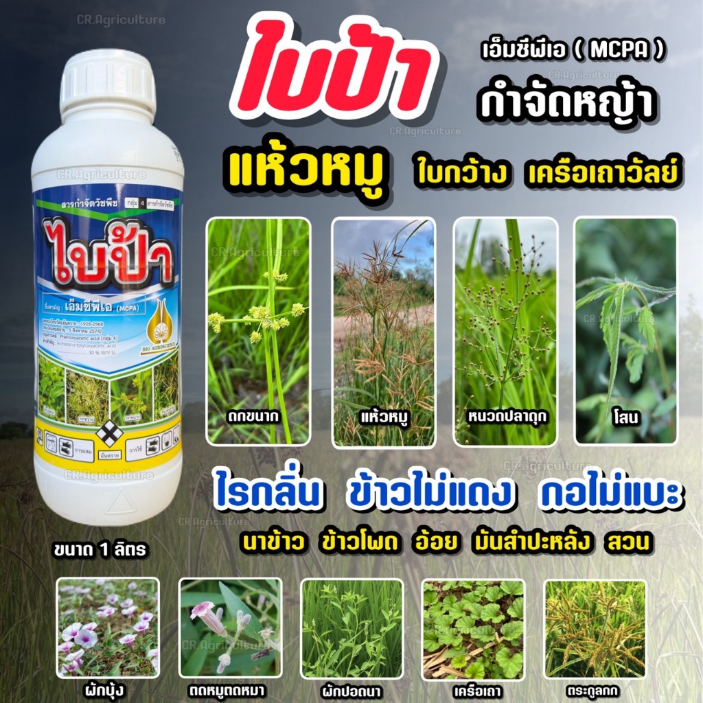ไบป้า เอ็มซีพีเอ MCPA 30 สารกำจัดวัชพืช แห้วหมู กก ลักเขียด หนวดปลาดุก ใบกว้าง เครือ ใช้ใน นาข้าว อ้อย มันสำปะหลัง 1ลิตร