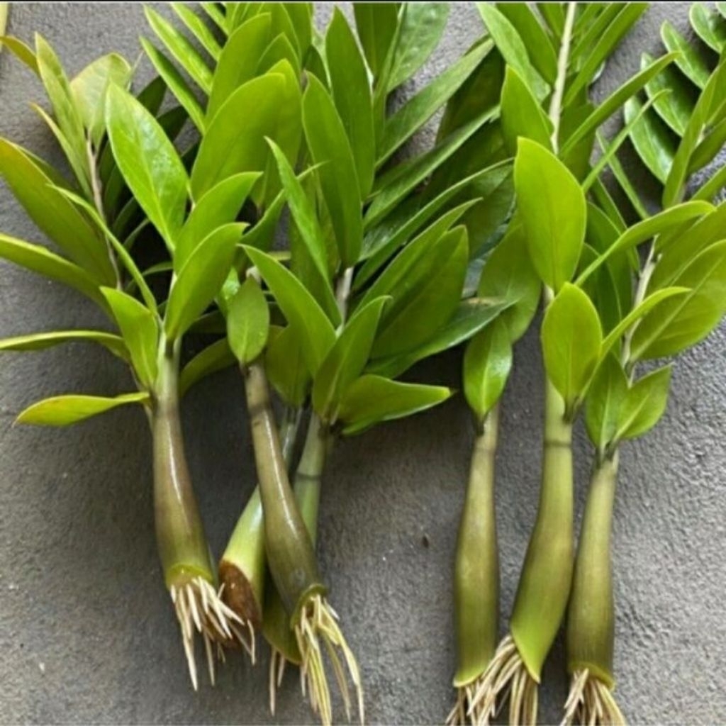 ต้นกวักมรกต,ต้นกวักมรกต(แบบถอดรากส่ง) (ZZ Plant)