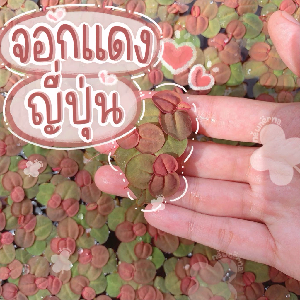 จอกแดงญี่ปุ่น ไม้น้ำปลอดสารพิษ100% ช่วยดูดไนเตรทในน้ำ