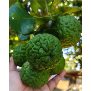 ผลมะกรูดสด ปลอดสาร 1 กิโลกรัม