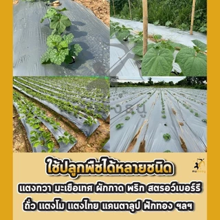 พลาสติกคลุมดิน 1ม.x400หลา(360ม) เจาะรูเดี่ยว 1แถว ผ้ายางคลุมดิน ผ้ายางคลุมวัชพืช ผ้ายางคลุมแปลงผัก
