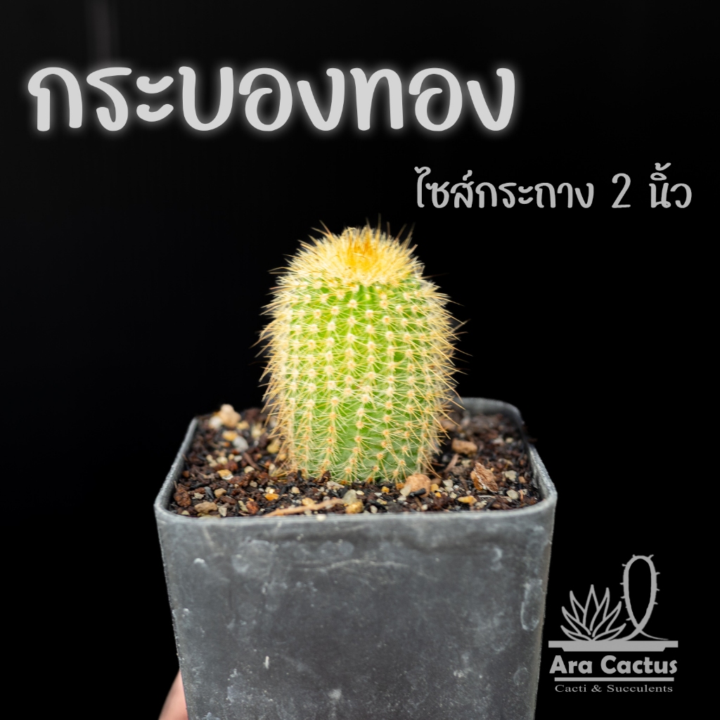 สวนขายเอง! กระบองทอง Notocactus leninghausi ไซส์กระถาง 2 นิ้ว แคคตัส กระบองเพชร ต้นไม้ประดับ อวบน้ำ แคนตัส