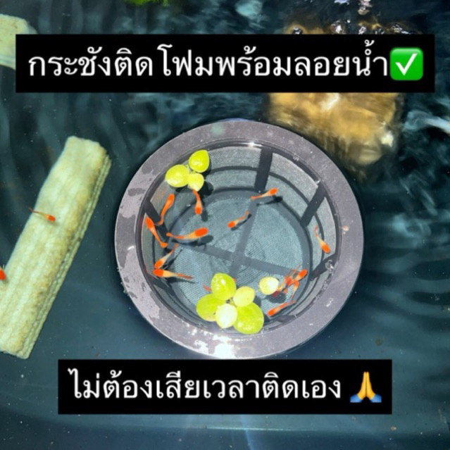 กระชังอนุบาลลูกปลาลอยน้ำได้จริง ช่วยลูกปลารอด ปลอดภัย ดูแลน้ำง่าย