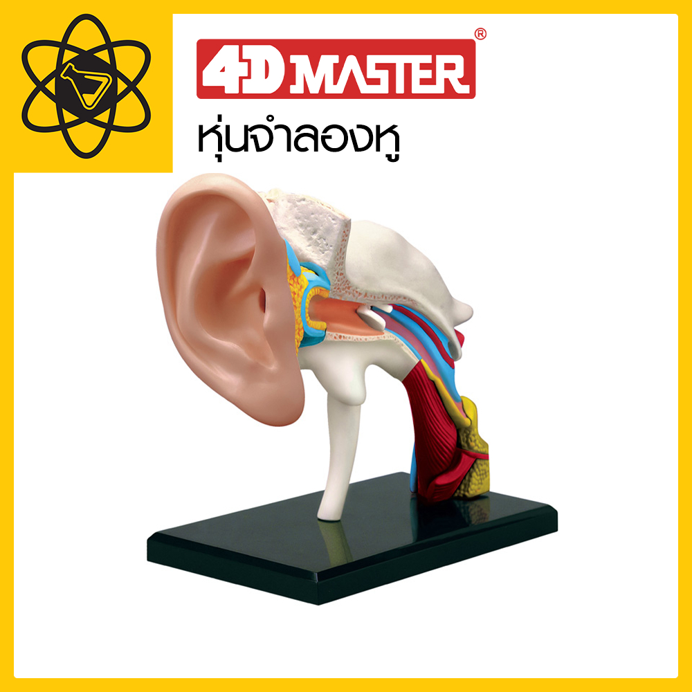 4D Vision  หุ่นจำลองหู  4  มิติ