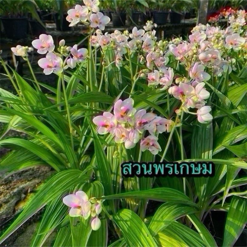 กล้วยไม้ดิน6ต้น6สีสวยๆ-ชุดสีหวานๆ(จัดส่งแบบแกะต้นไม่มีดอก)เลี้ยงง่ายดอกบานนานทน1-3เดือน - รูปที่ 5