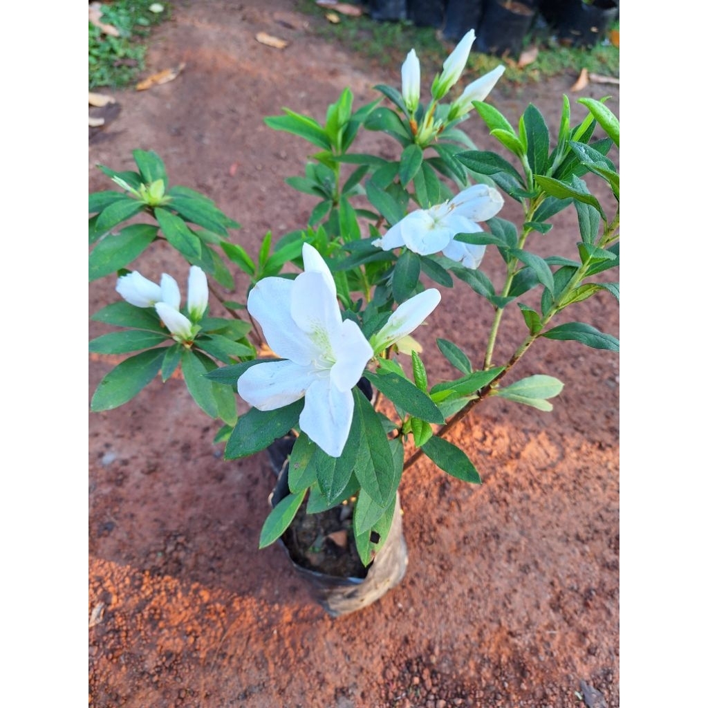 ต้นกุหลาบพันปี/มีสีแดง,ม่วง,ขาว/ไม้ประดับดอกสวย