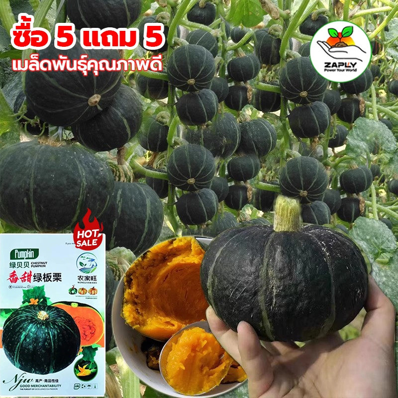ซื้อ 5 แถม 5 ฟรี!ฟักทองญี่ปุ่น ประมาณ 25 ชิ้น สีเขียว ปลูกง่าย โตเร็ว เมล็ดพันธุ์นำเข้า เมล็ดพันธุ์ผัก
