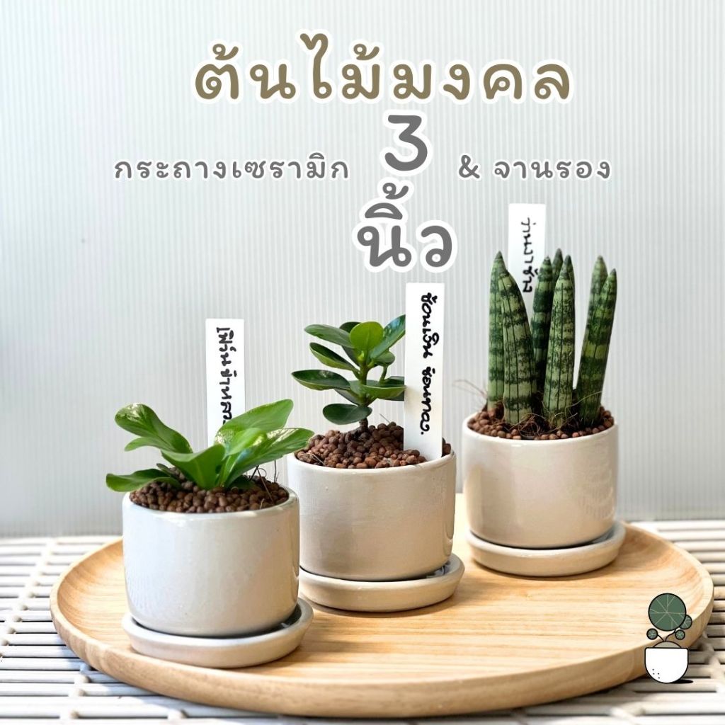 ต้นไม้มงคลพร้อมกระถางเซรามิก 3 นิ้วและจานรอง มีป้ายชื้อต้นไม้ให้ด้วย ต้นไม้ปลูกในร่มตั้งโต๊ะทำงานได้