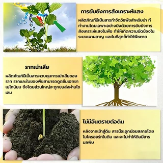 💥สูตรเข้มข้น 💥ยาฆ่าหญ้า รากเน่ารากไม่ขึ้นอีก 500g ยาฆ่าต้นไม้ แบบผง สานกำจัดกอไผ่ วัชพืช
