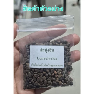 เมล็ดพันธุ์ผักบุ้งจีน 20 กรัม ห่อใหญ่งอกดีมาก(5แถม1คละได้)