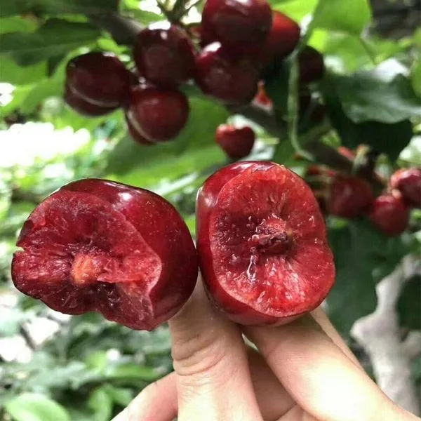 บรรจุ 10 เมล็ด Sweet Cherry Seeds Fruit Seeds เมล็ดพันธุ์ เชอร์รี่ เมล็ดพันธุ์ผลไม้ ต้นไม้กินผล บอนสีพันหายาก Plants - รูปที่ 6