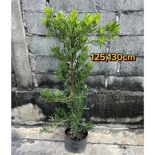 ต้นสนใบพายหรือสนจักรพรรดิ ขนาด 125-130cm ไม้สิริมงคลเสริมความรุ่งเรืองร่ำรวย สวยงามและมีความหมายที่ดี ปลูกในบ้านเพื่อเสร