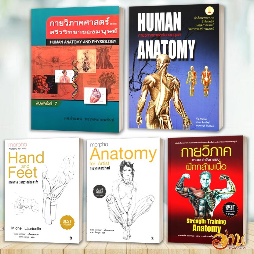 หนังสือ กายวิภาคศาสตร์และสรีรวิทยาของมนุษย์  : Human Anatomy and Physiology หนังสือคู่มือการเรียน หนังความรู้ร่างกาย