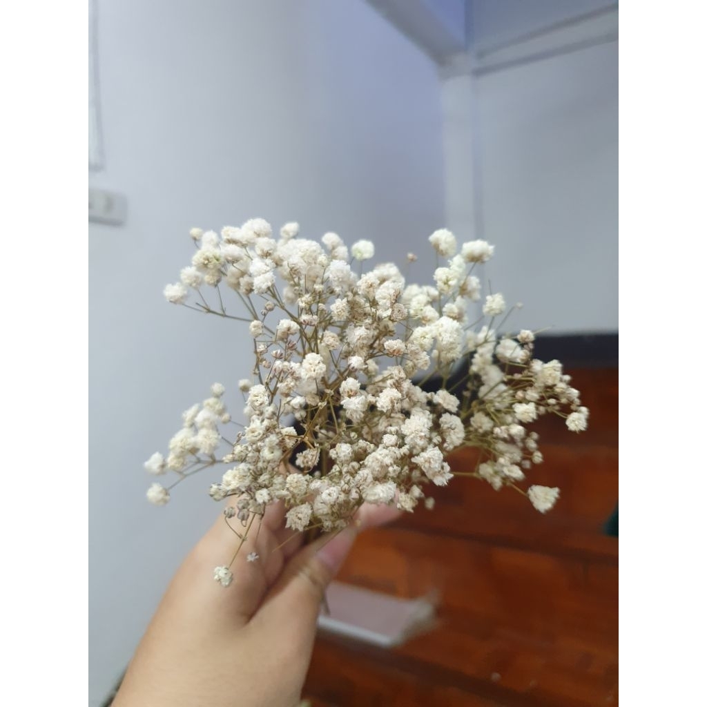 ดอกไม้แห้ง ดอกรวมก้าน 10-15 cm มีหลายชนิดให้เลือก สำหรับงานฝีมือ ช่อดอกไม้ ประดิษฐ์ ของชำร่วย ของขวัญ ราคา ถูกที่สุด ดีลบีเคเค แกลเลอรีภาพที่ 3