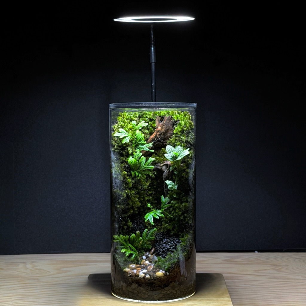 สวนขวดแก้วทรงสูง  Blue fern & Moss wall terrarium ระบบปิด พร้อมฝาอะคริลิคใส ของขวัญ ของแต่งบ้าน