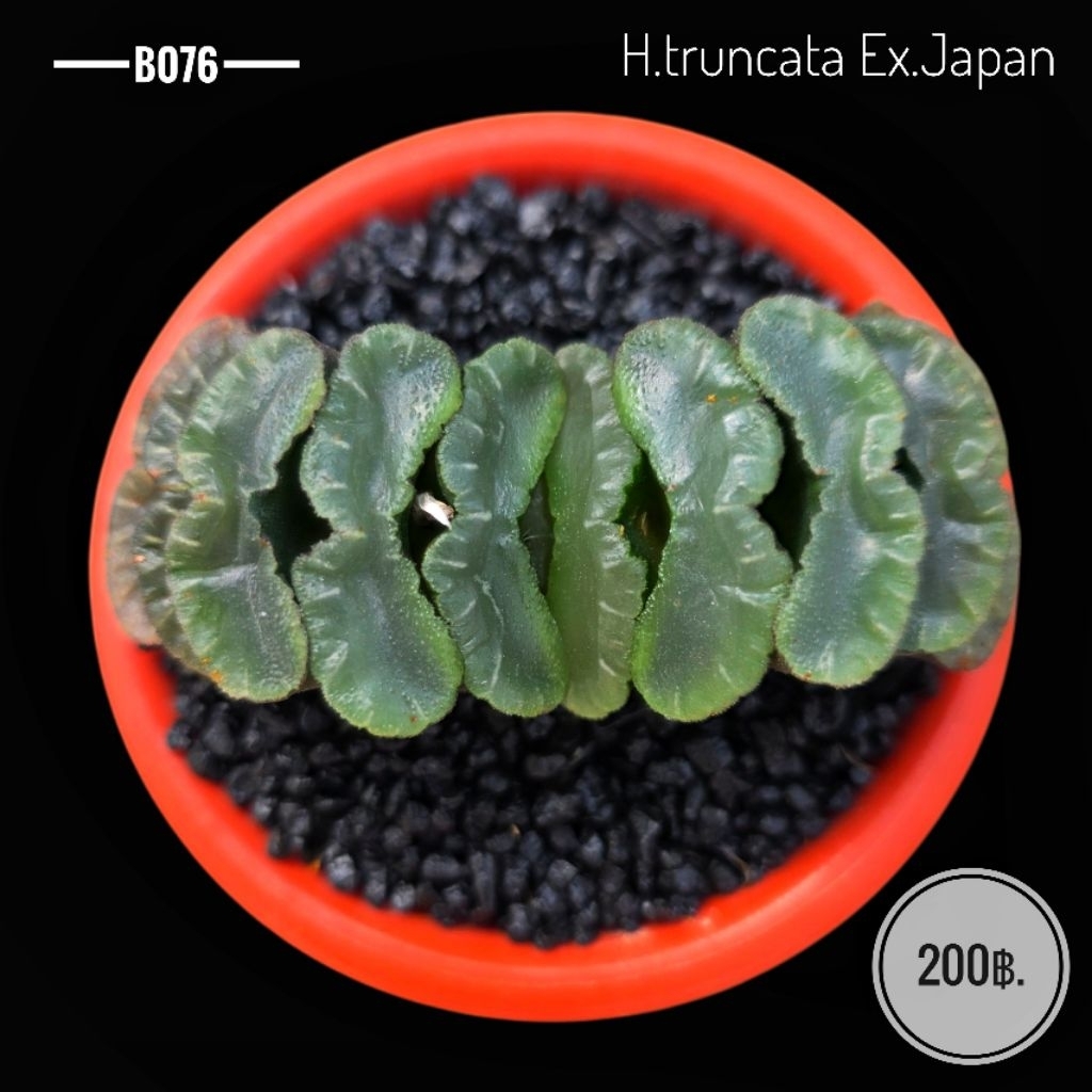H.truncata Ex.Japan. B076 ฮาโวเทีย,Haworthia