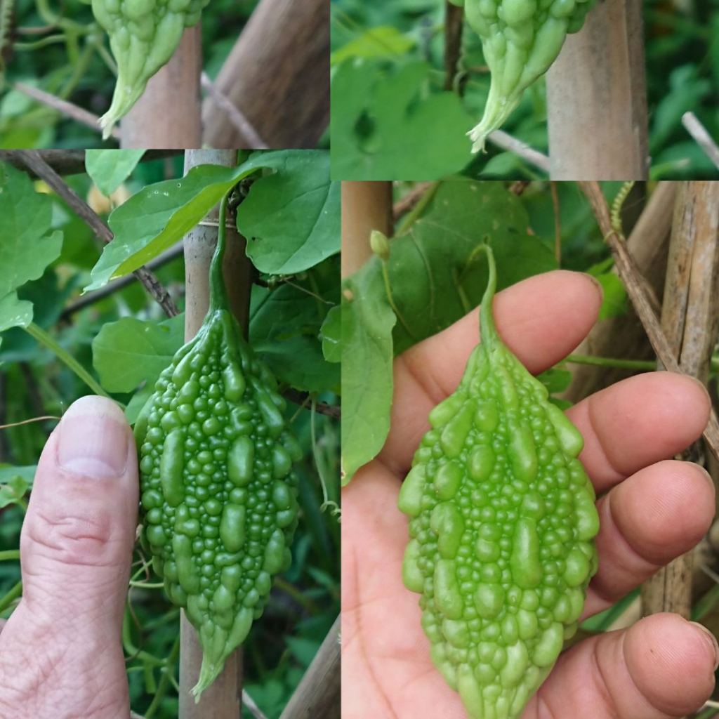 เมล็ดพันธุ์ มะระขี้นก 30 เมล็ด