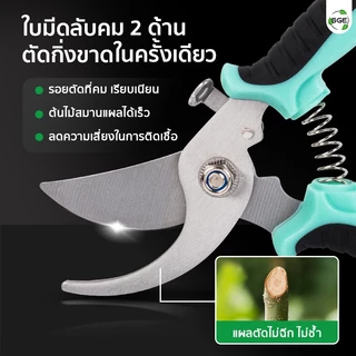 SGE กรรไกรตัดกิ่ง ตัดแต่งกิ่ง ปากโค้ง ขนาด 7 นิ้ว ตัดกิ่งหนาขาดในครั้งเดียว ตอบโจทย์งานเกษตรทุกชนิด