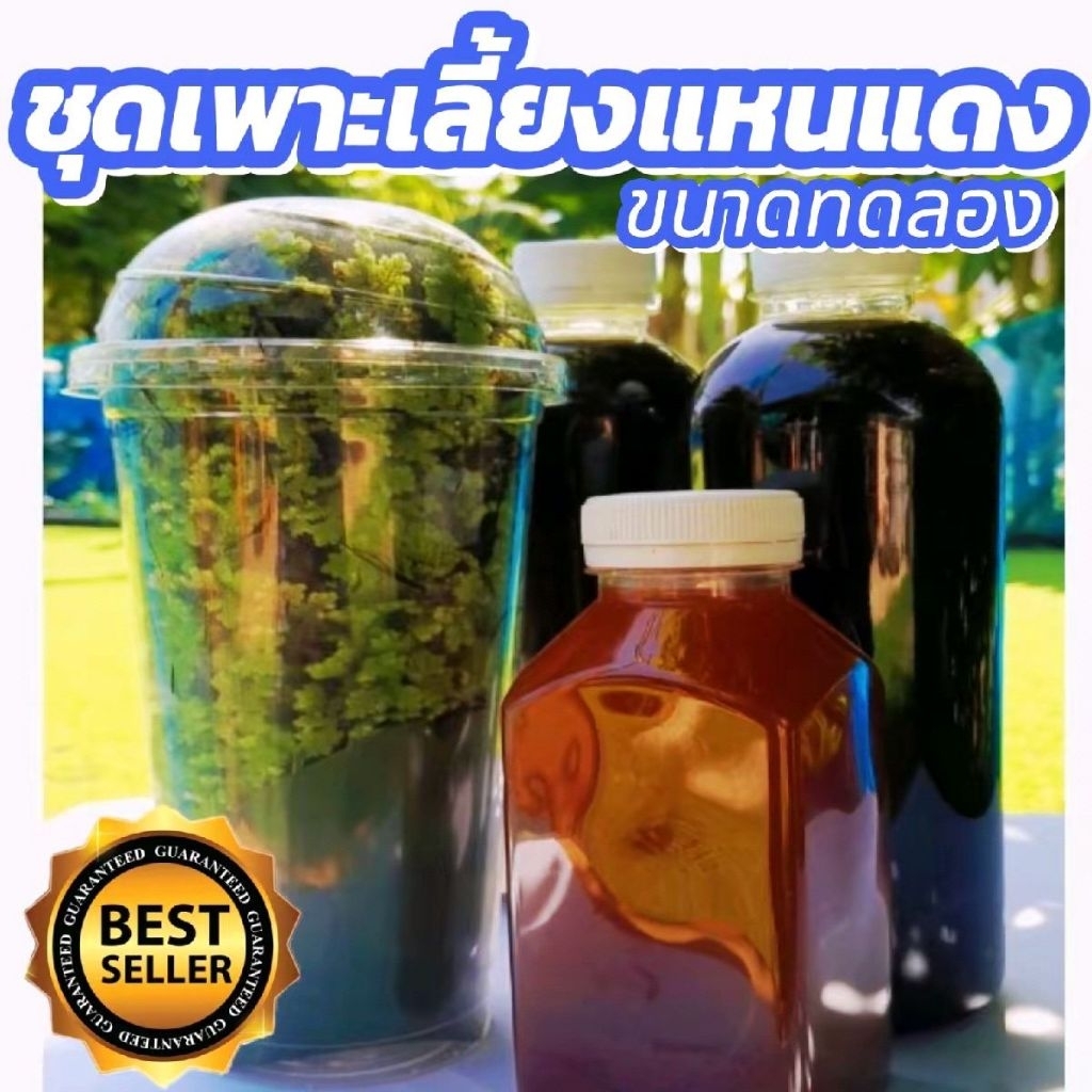 ชุดเพาะเลี้ยงแหนแดงขยายไว 10 เท่า เเถมฟรี  200 กรัม  พร้อมคู่มือการเพาะเลี้ยง #จัดส่งไว