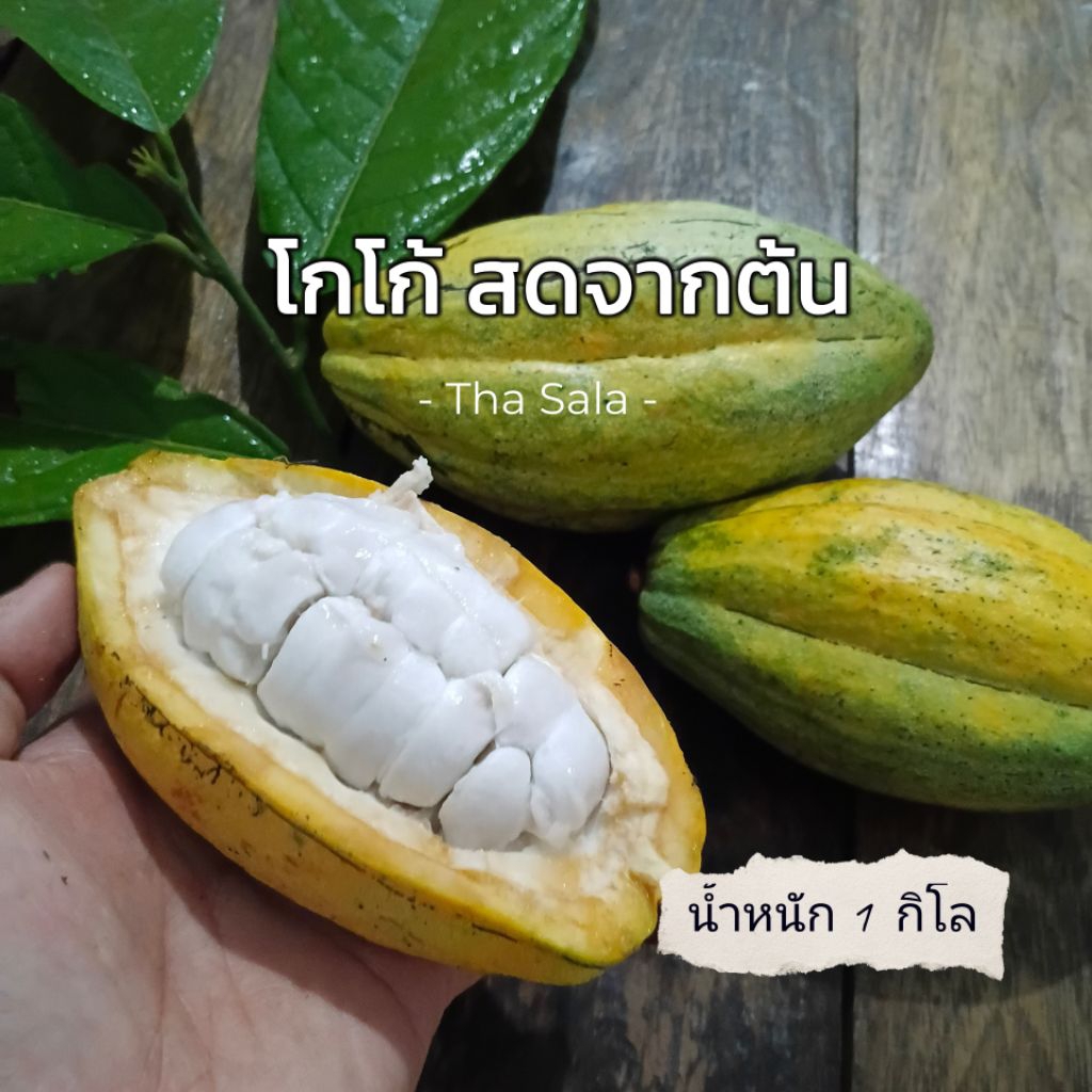 โกโก้ผลสด (1กิโล) จากแหล่งปลูก อ.ท่าศาลา จ.นครศรีฯ