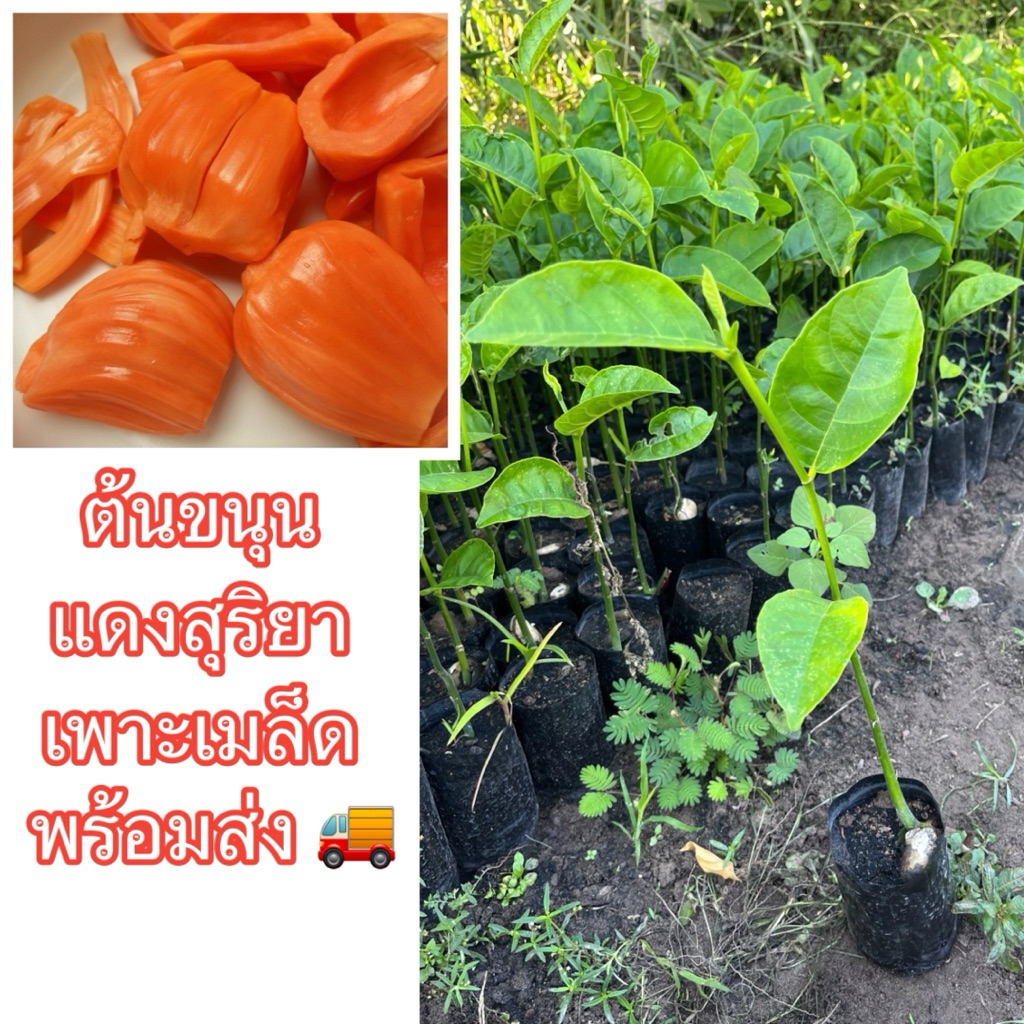 ต้นขนุนแดงสุริยา เพาะเมล็ด (ขั้นต่ำ2ต้น)พันธุ์นี้เนื้อจะมีสีแดงส้ม น่ากินมาก หวานกรอบ ไม่เละ ลูกใหญ่ ให้ผลดก ตายยากมาก – โปรปัง