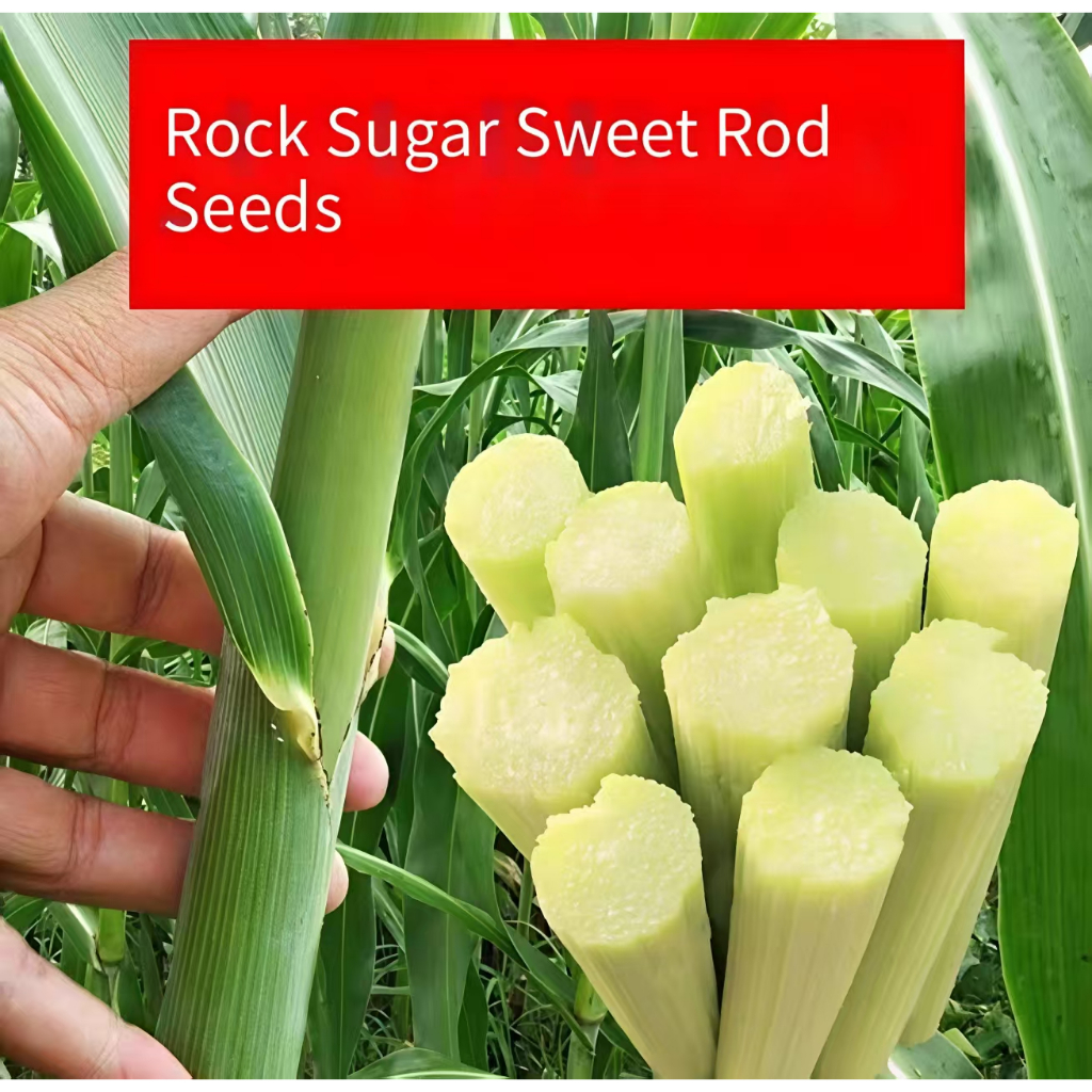 Sweet Seeds ถูกที่สุด พร้อมโปรโมชั่น ก.พ. 2026 | BigGoเช็คราคาง่ายๆ