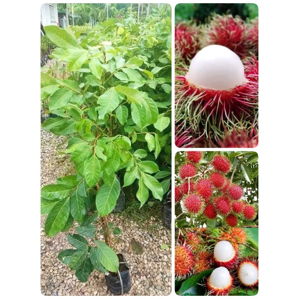 ต้นเงาะโรงเรียน(กิ่งตอน)ต้นพันธ์สูง40.60cm