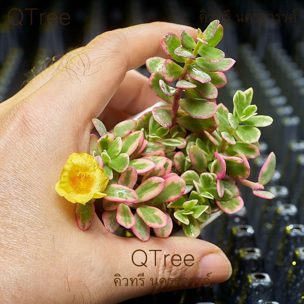 คุณนายไฮโซดอกสีเหลืองในกระถางขนาด 2 นิ้ว - รูปที่ 6