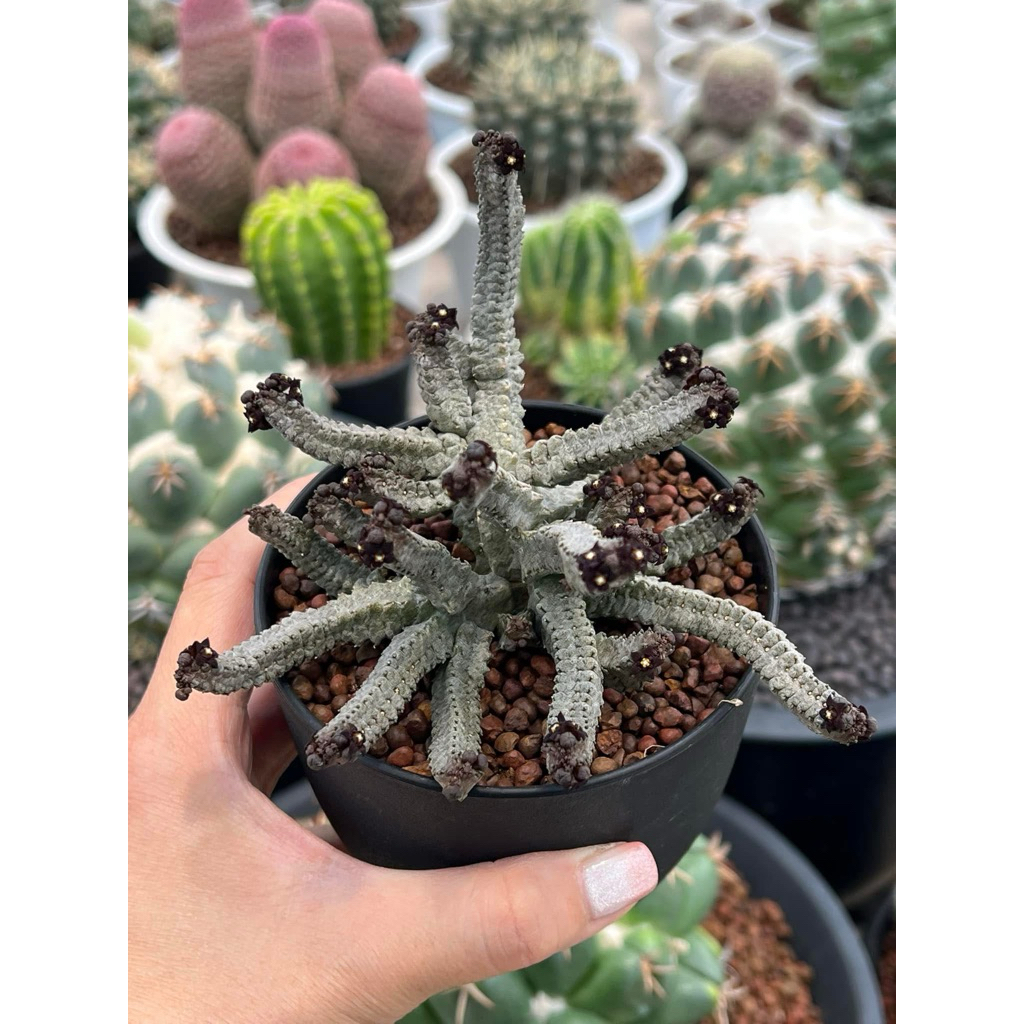 Pseudolithos mccoyi: คางคกกิ่ง แคคตัส กระบองเพชร